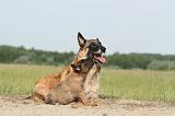 MALINOIS 374